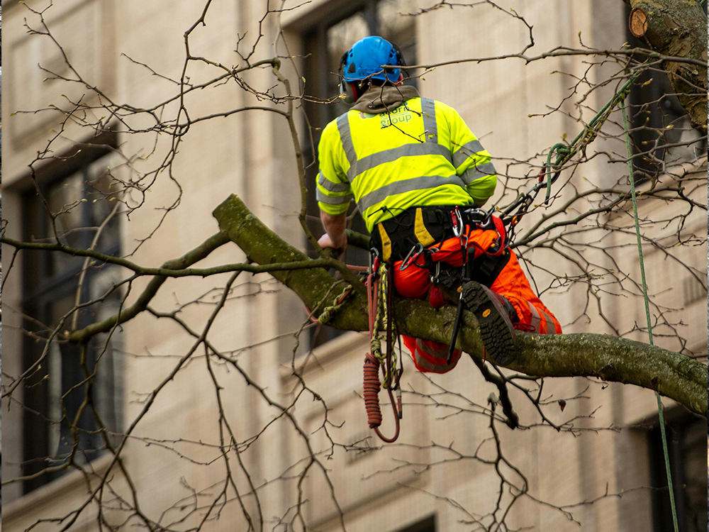 Tree worker in a bright safety vest and orange pants sits on a branch with climbing gear and a blue helmet in an urban setting.