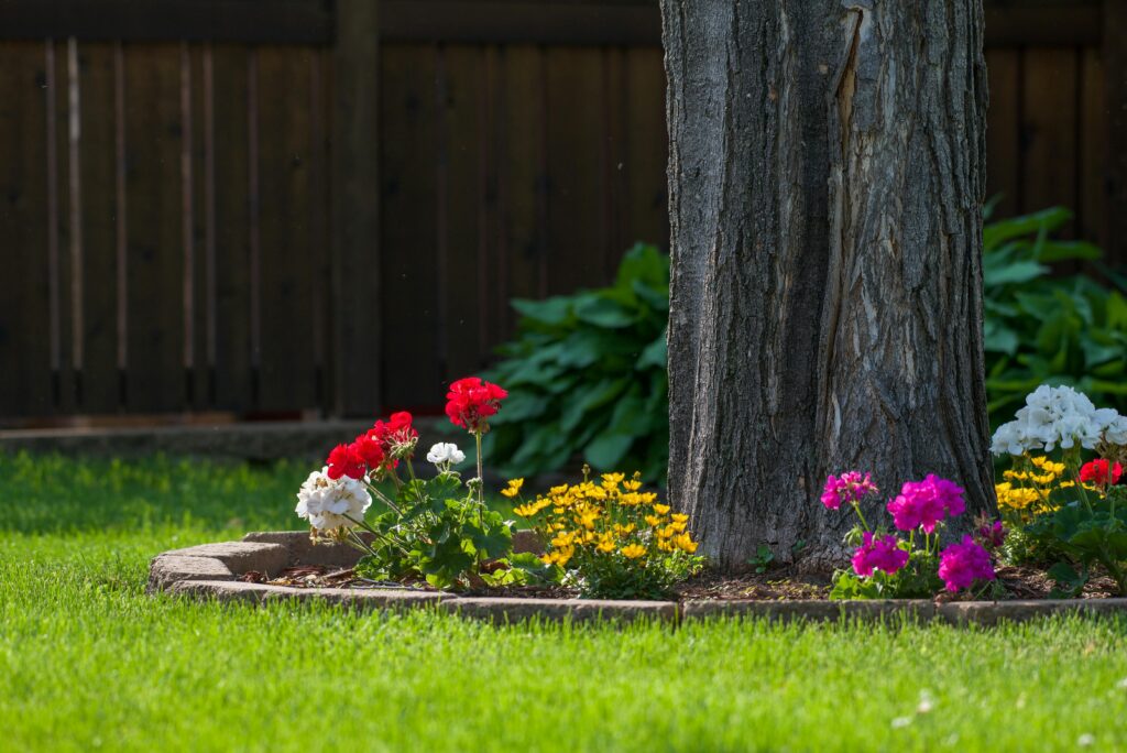 Tree trunk with colorful geraniums in a garden bed, green lawn in foreground and wooden fence in the background.