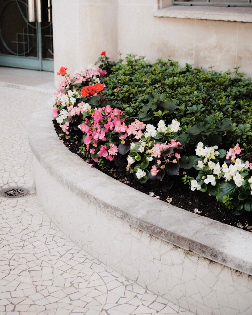 Flower bed with red, pink, and white geraniums along a concrete raised border beside a building wall and tiled pavement in the foreground.