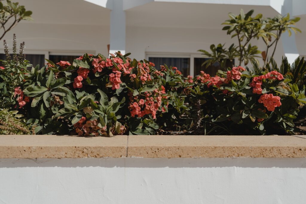 Pink flowering shrubs with dark green leaves along a sidewalk, a white building with windows behind them, and a beige planter wall.