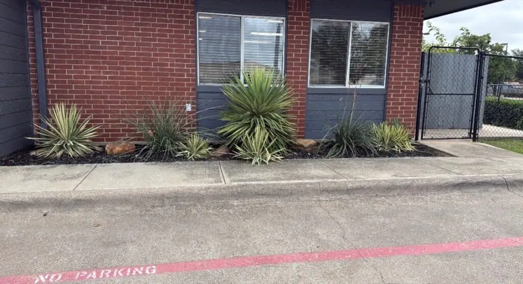 Fresh landscape beds with yucca and ornamental grasses along a commercial building.