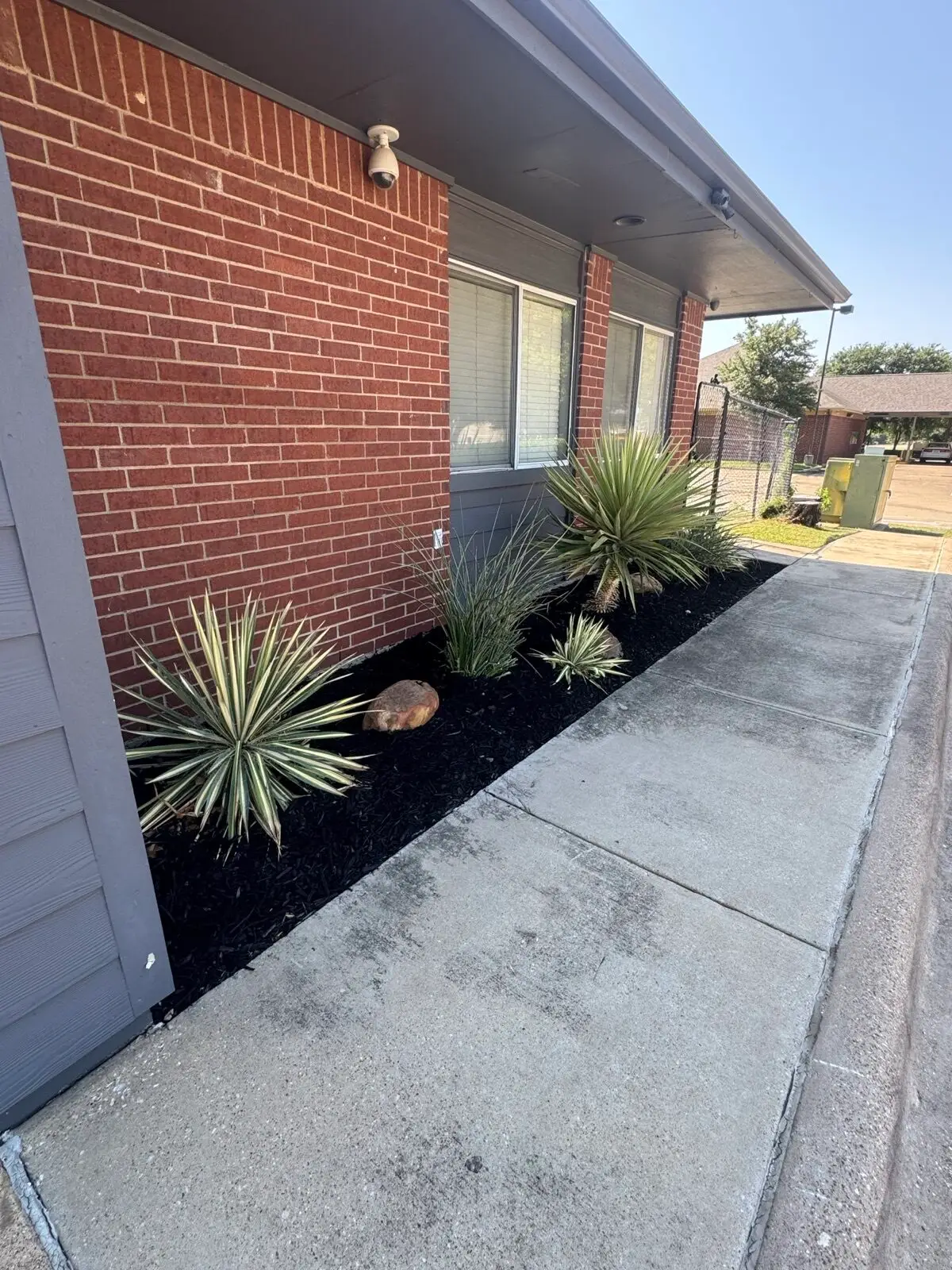 Newly mulched planting bed with yucca plants beside a brick building walkway.