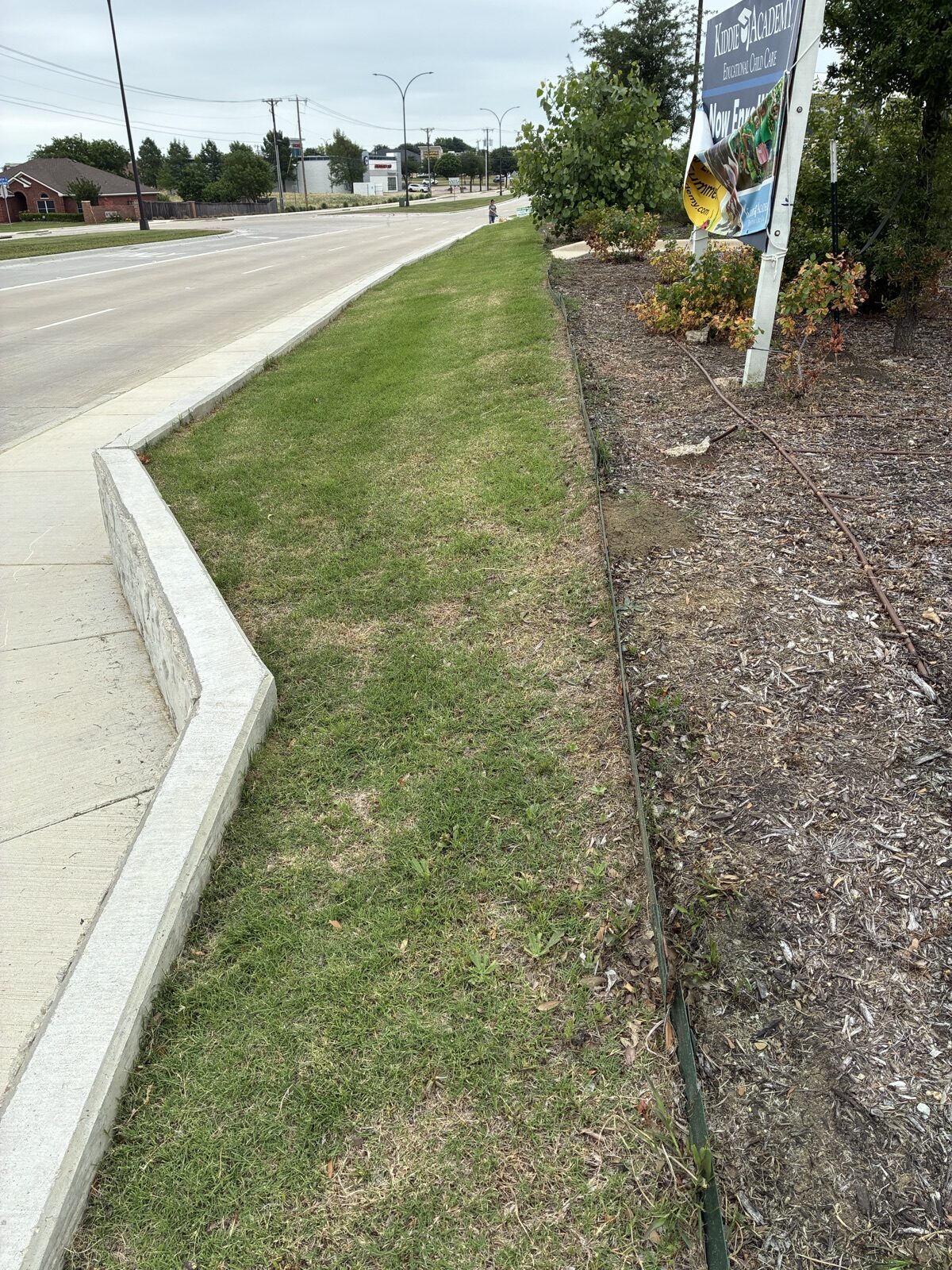 Sidewalk with a grassy median and a low concrete curb, a hose along mulch beds, and a sign on the right in a suburban street scene.